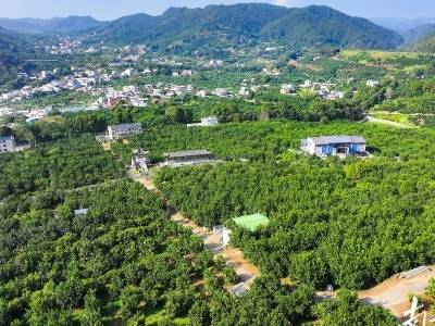 视频｜从枝头甜到心头 梅州金柚实力“圈粉”