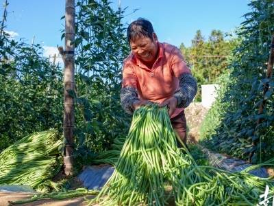 从种菜亏损到日卖2000元，平远中行镇豇豆产业闯出增收路