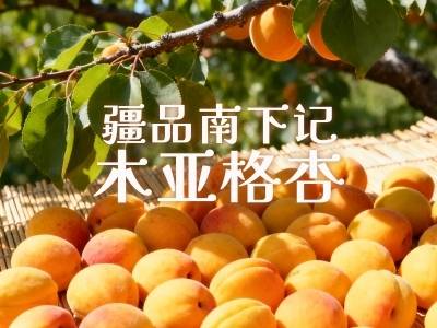 视频｜疆品南下记：木亚格杏