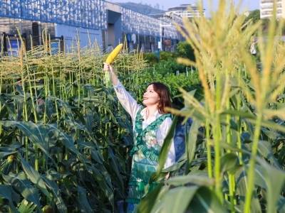 芯路径，芯力量——广东种业振兴“五年见成效”创新实践