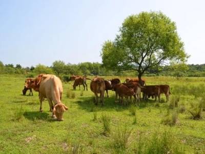 “媒体+”架桥，吉林、内蒙古等牛肉主产区企业奔赴大湾区，抢占百亿级市场 | 2025南方牛业大会
