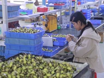 南方日报丨电子元器件产业“抢滩”阳春