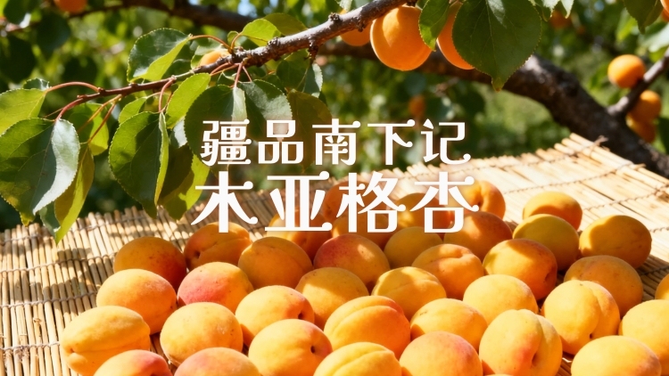视频｜疆品南下记：木亚格杏
