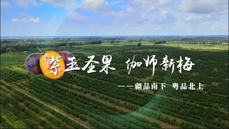 视频｜紫玉圣果，伽师新梅
