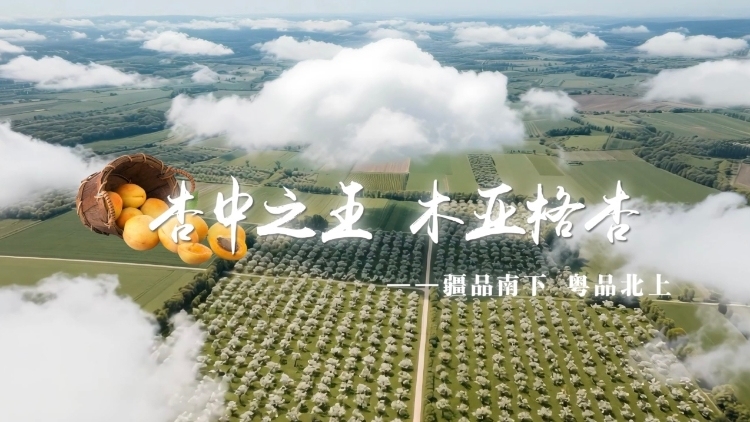 视频｜杏中之王，木亚格杏