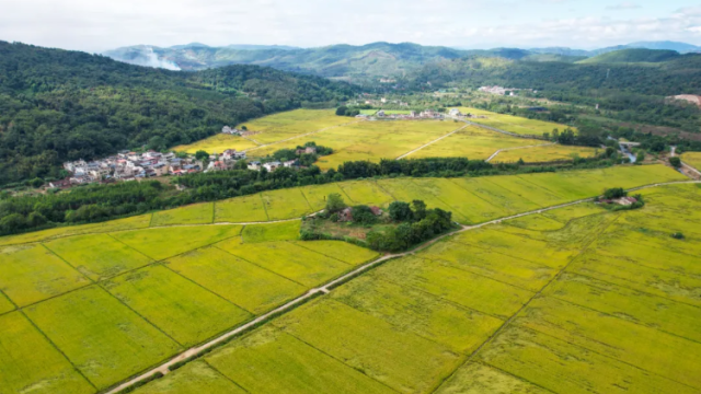 快评丨从“分田到户”到“合田增效”，土地变革重构乡村发展逻辑