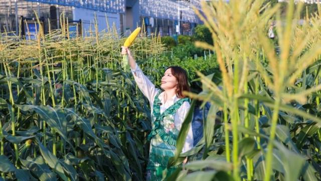 芯路径，芯力量——广东种业振兴“五年见成效”创新实践