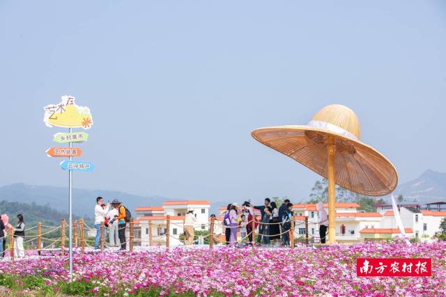 冬日，云城区格桑花海盛放，吸引许多游客打卡。吴秒衡 摄