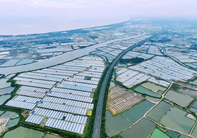 小棚虾养殖基地