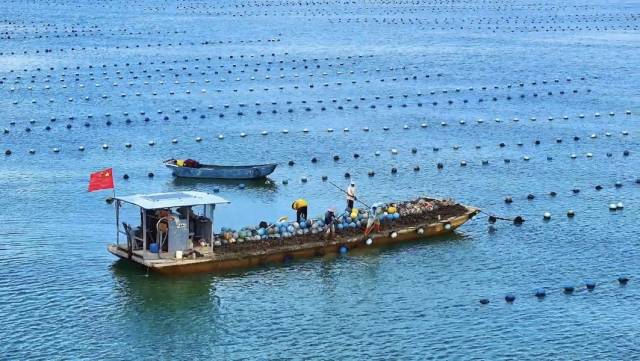 生蚝养殖是大沟镇的传统产业