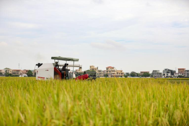 中山水稻种植已基本实现机械化。