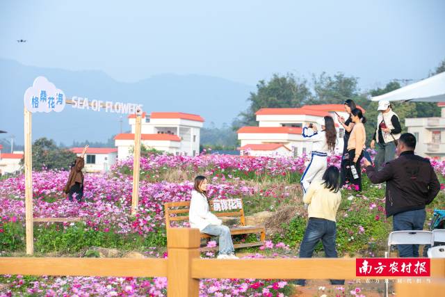 格桑花海。吴秒衡 摄