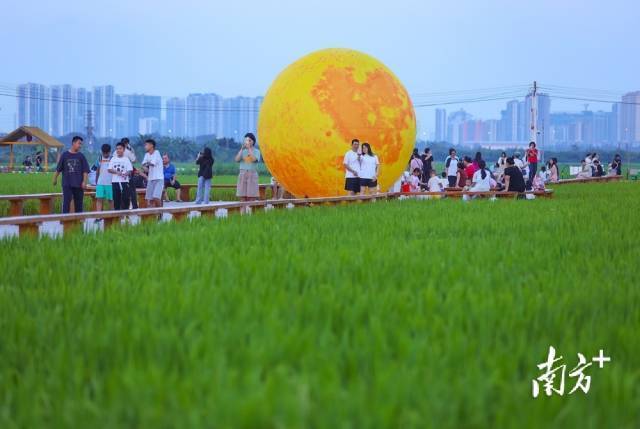 沙溪龙头环村稻田。