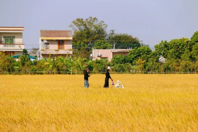 民众街道新建村稻田。
