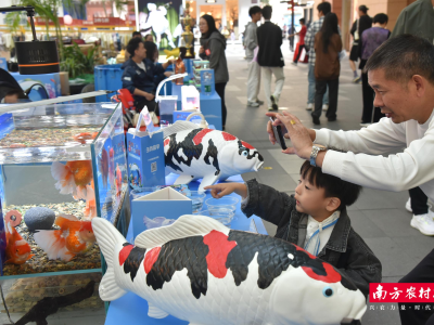 连玩两天！广州观赏鱼“游”进荔湾，“老广味”派对向社区传递温暖