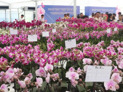 来大湾区农交会，必逛“云城花市”！|大湾区农交会“云城好物”推介活动