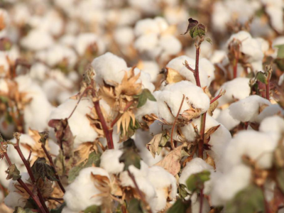 三师98万亩棉花丰收，加速南下“暖”湾区