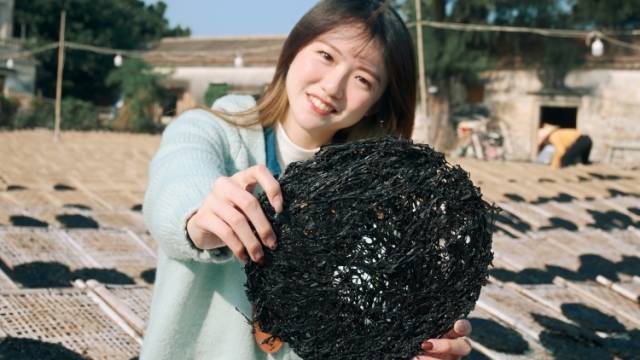 南澳岁时记 | 薄嫩的头水紫菜，入口即化一片海
