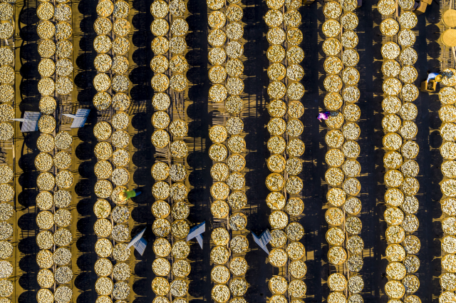 晒制新会陈皮。邹内和 摄。