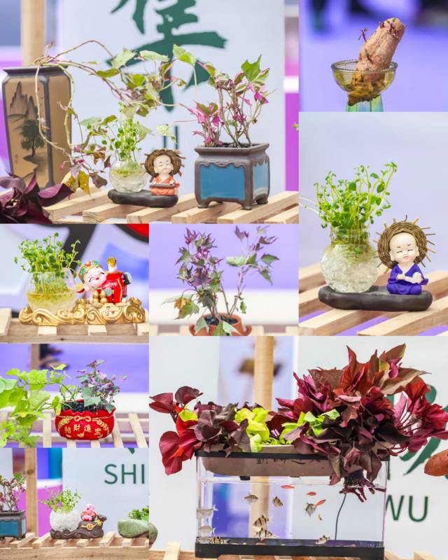 甘薯创意盆栽成打卡点。  