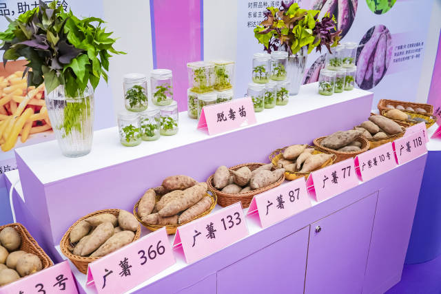 现场展示一批优质甘薯、马铃薯新品种。