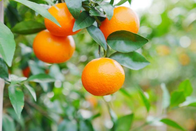 从化柑橘。