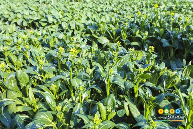 广东菜心新品种。  