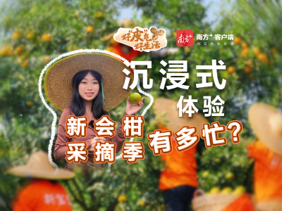 沉浸式体验，新会柑采摘季有多忙？｜好“皮”气·好生活