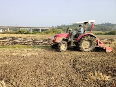 突破“零种植”！乐昌长来镇成功试种小麦