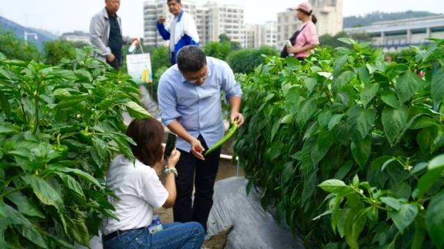多图抢先看，广东种博会今开幕