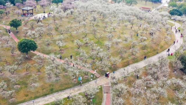 快来“萝岗香雪”赏梅花！12月24日进入初花期
