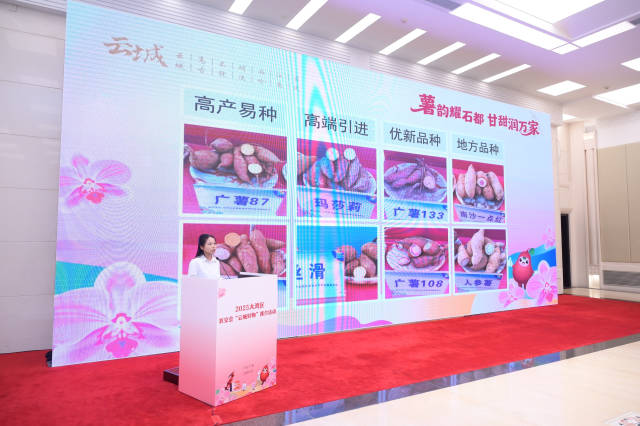 云城区农业农村和水务局农艺师王铃艳讲解云城番薯的营养价值。