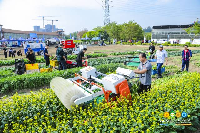 南方农村报 赵飘飘 拍摄