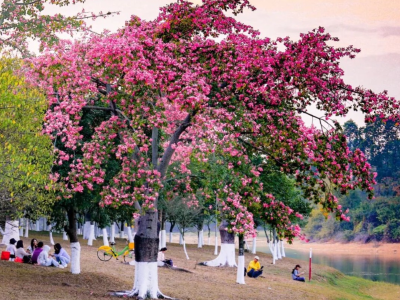 最美松湖 | 这棵“顶流”异木棉到底有多顶？