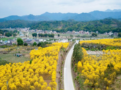 不只水果！这个粤北小镇还藏着风铃花海、山顶风车、温泉民宿......