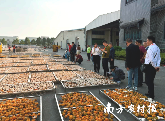 “新会陈皮溯源产地行”走进广东新宝堂陈皮控股有限公司。 “新会陈皮溯源产地行”走进广东新宝堂陈皮控股有限公司。