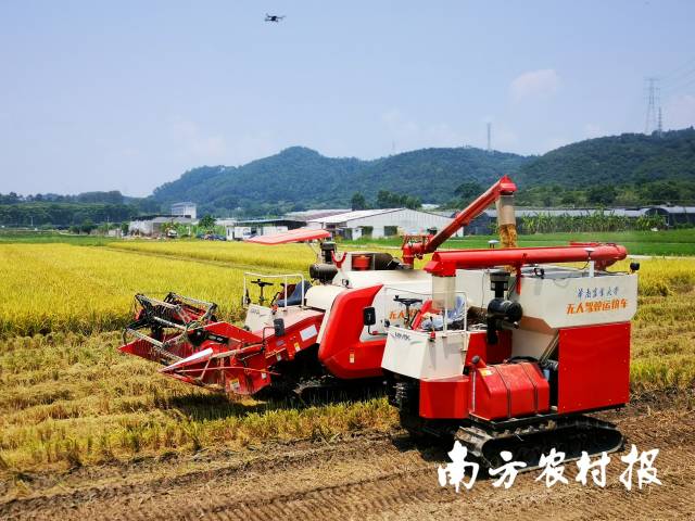 无人农场中智慧农机协同作业收割水稻。 无人农场中智慧农机协同作业收割水稻。