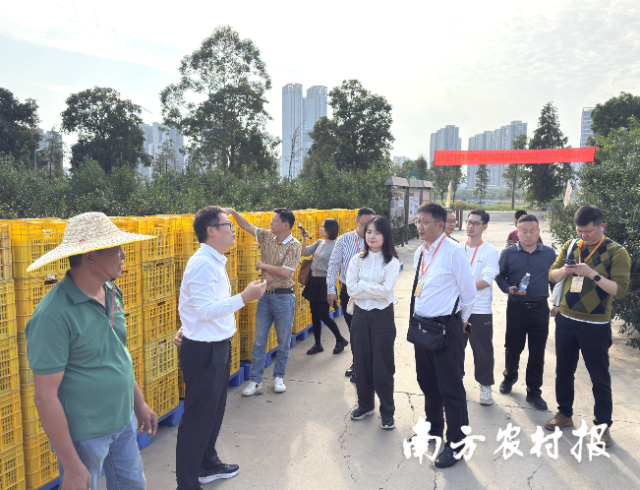“新会陈皮溯源产地行”走进梅江新会柑生态种植基地。 “新会陈皮溯源产地行”走进梅江新会柑生态种植基地。