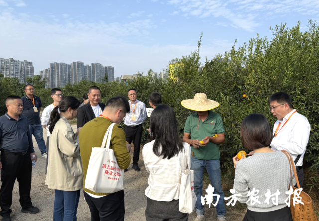 “新会陈皮溯源产地行”采购商了解新会柑种植与采摘加工情况。 “新会陈皮溯源产地行”采购商了解新会柑种植与采摘加工情况。