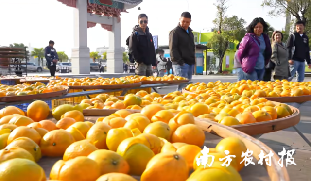 “新会陈皮溯源产地行”采购商实地了解新会陈皮三产融合情况。 “新会陈皮溯源产地行”采购商实地了解新会陈皮三产融合情况。