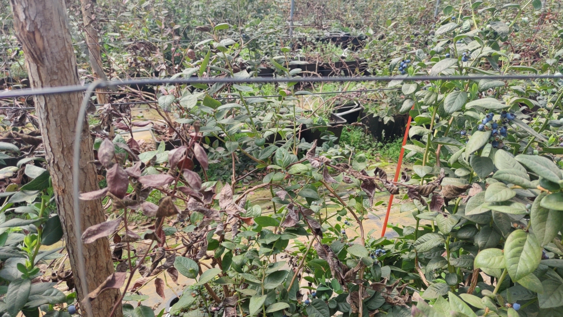 劣质种苗导致蓝莓减产 受访者 供图