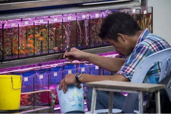 花地湾花鸟鱼虫市场是一代水族爱好者的“圣地” 花地湾花鸟鱼虫市场是一代水族爱好者的“圣地”