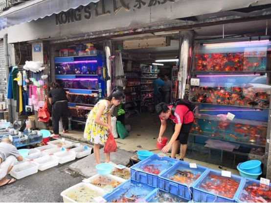 曾经“成行成市”的清平路金鱼街 曾经“成行成市”的清平路金鱼街