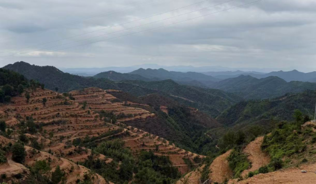南粤福和生态农业科技开发有限公司在油茶种植基地套种岗松