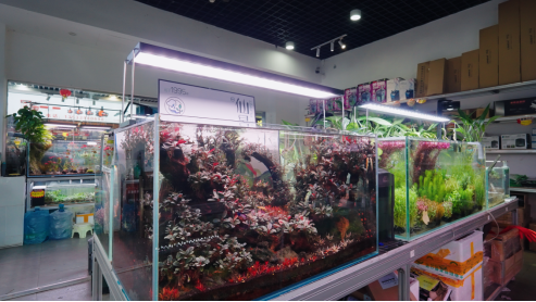 得益于互联网直播对水草形态的直观呈现,叶片色泽鲜亮且能随光照、水质呈现即时变色效果的辣椒榕,逐渐走进大众消费视野,成为当下市场中兼具辨识度与受欢迎度的代表性品类。 得益于互联网直播对水草形态的直观呈现,叶片色泽鲜亮且能随光照、水质呈现即时变色效果的辣椒榕,逐渐走进大众消费视野,成为当下市场中兼具辨识度与受欢迎度的代表性品类。