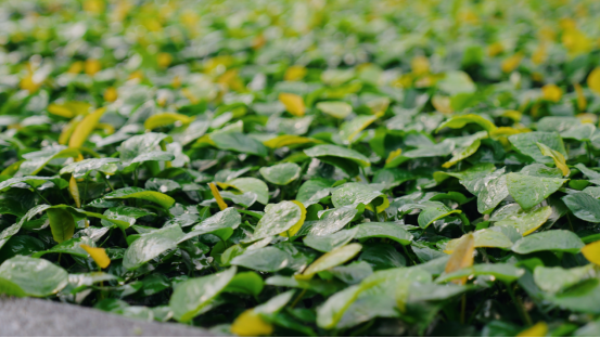 植物组培技术的广泛应用,不仅实现了优质水草种苗的标准化量产与稳定供应,更推动下游培育商户数量持续增长,最终带动水草价格完成 “平民化”。 植物组培技术的广泛应用,不仅实现了优质水草种苗的标准化量产与稳定供应,更推动下游培育商户数量持续增长,最终带动水草价格完成 “平民化”。