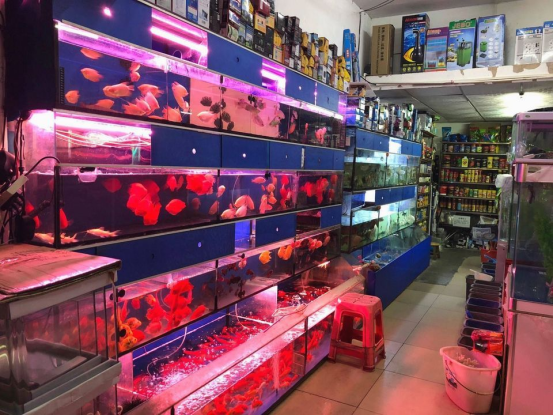 广州是全国观赏鱼产业发展最早的地区之一 广州是全国观赏鱼产业发展最早的地区之一