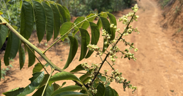 无患子树已开出一簇一簇的小白花