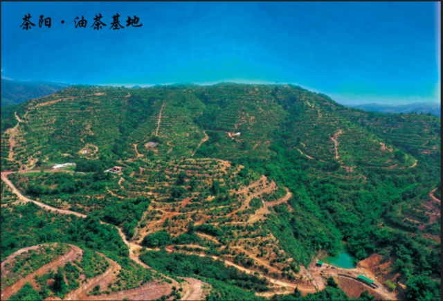 大埔的自然资源和气候条件，特别适宜油茶产业发展