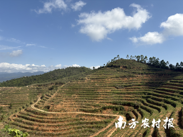 连片的高标准油茶示范基地 连片的高标准油茶示范基地